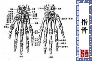 指骨