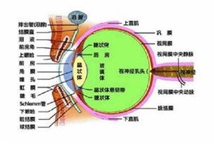 晶状体