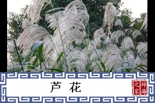 芦花