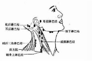 淋巴系统