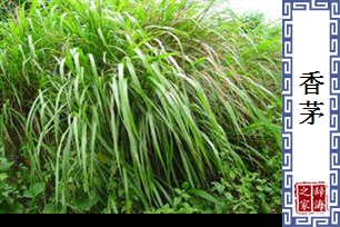 香茅