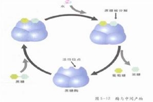 新陈代谢的意思、造句、近义词