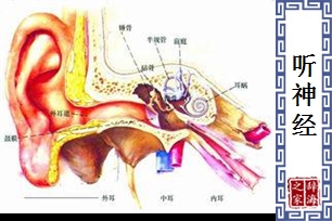 听神经