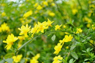 迎春