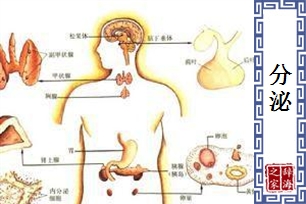 分泌的意思、造句、近义词