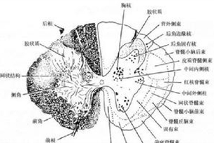 骨髓