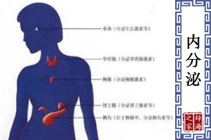 内分泌