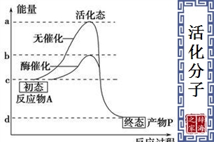 活化分子