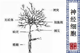 神经细胞