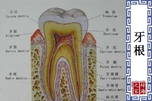 牙根的意思、造句、近义词