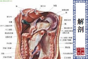 解剖的意思、造句、近义词