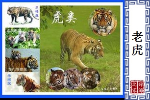老虎