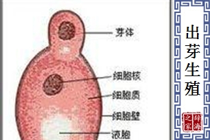 出芽生殖