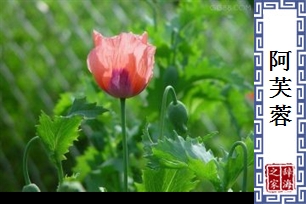 阿芙蓉