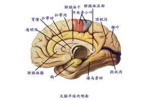 神经中枢