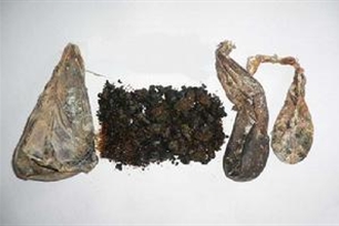 熊胆