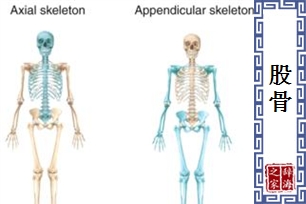 股骨