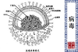 病毒