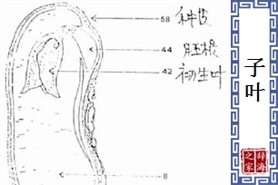 子叶