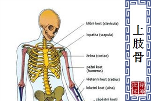 上肢骨