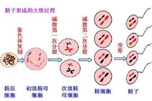 精子