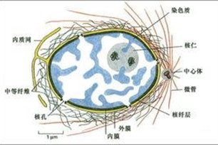 细胞核