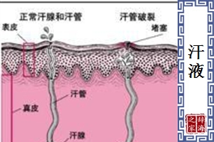 汗液