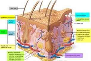 汗腺