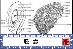胚囊