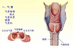 气管