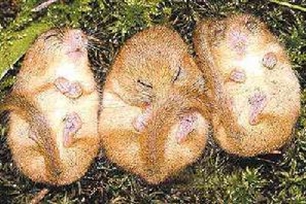 睡鼠