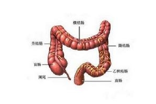 消化道