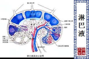 淋巴液