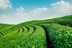 茶园
