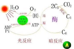 暗反应