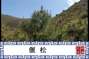 偃松