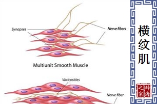 横纹肌