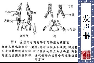 发声器