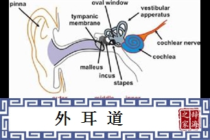 外耳道
