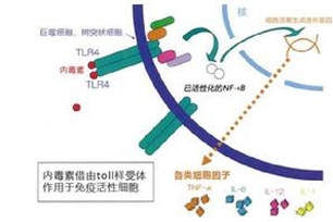 内毒素