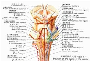 感觉神经