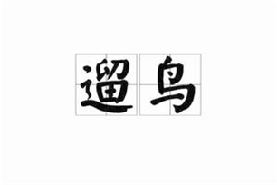 遛鸟