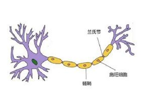 髓鞘