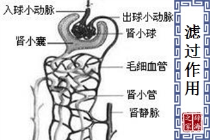 滤过作用