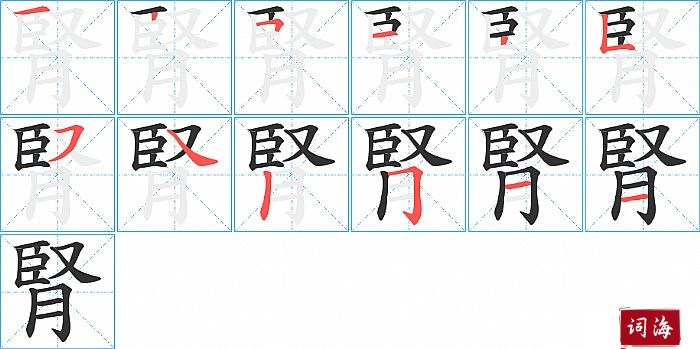 腎字怎么写图解